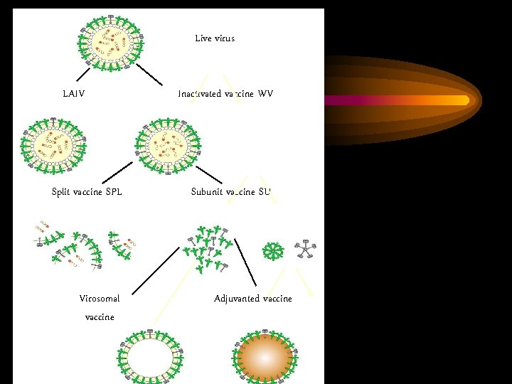 Live virus LAIV Split vaccine SPL Inactivated vaccine WV Subunit vaccine SU rosettes Virosomal