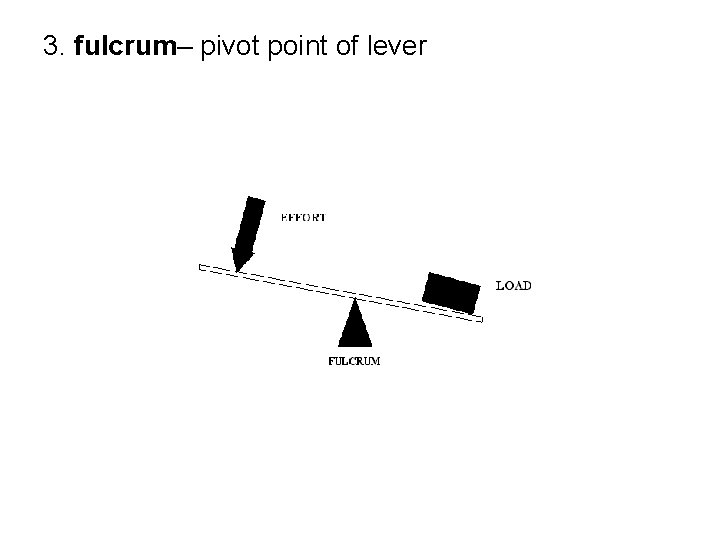 3. fulcrum– pivot point of lever 