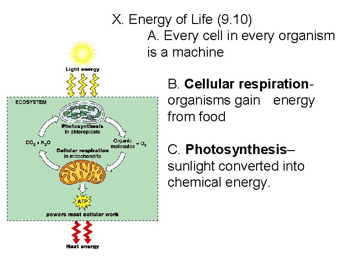 X. Energy of Life (9. 10) A. Every cell in every organism is a