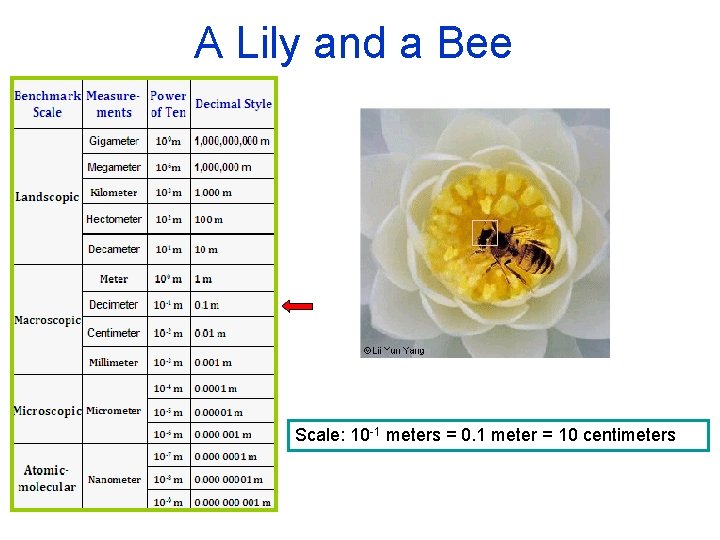 A Lily and a Bee Scale: 10 -1 meters = 0. 1 meter =