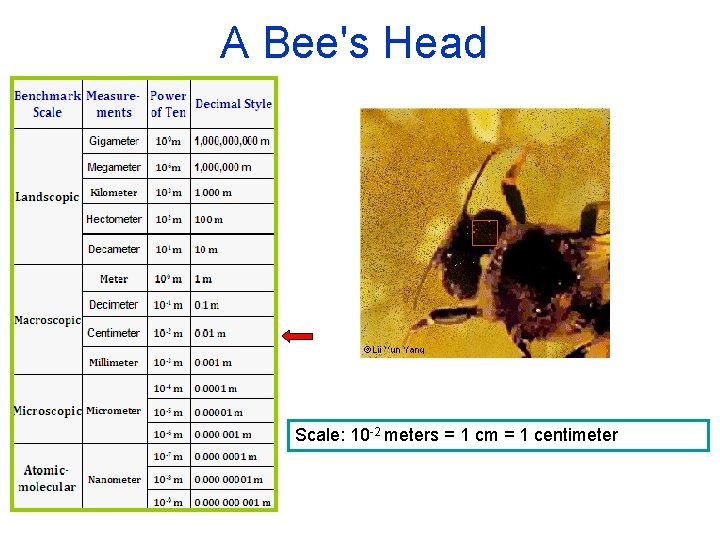 A Bee's Head Scale: 10 -2 meters = 1 cm = 1 centimeter 