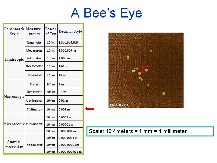 A Bee's Eye Scale: 10 -3 meters = 1 mm = 1 millimeter 