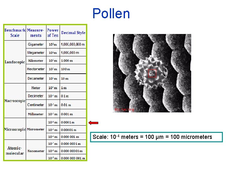 Pollen Scale: 10 -4 meters = 100 µm = 100 micrometers 