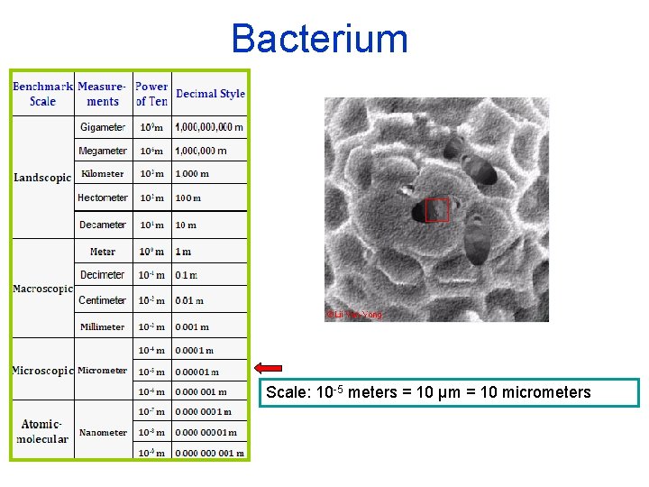 Bacterium Scale: 10 -5 meters = 10 µm = 10 micrometers 