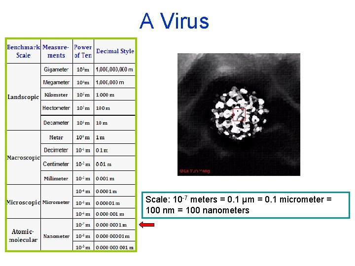 A Virus Scale: 10 -7 meters = 0. 1 µm = 0. 1 micrometer