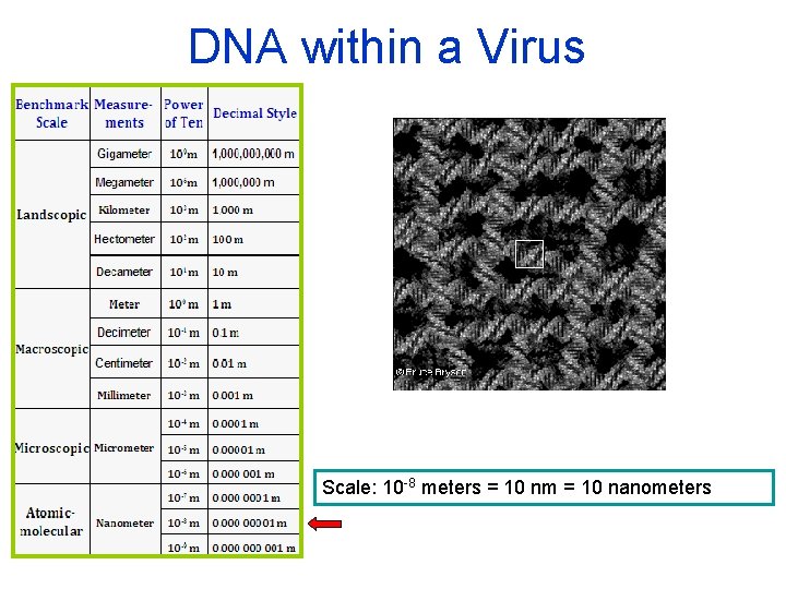 DNA within a Virus Scale: 10 -8 meters = 10 nm = 10 nanometers