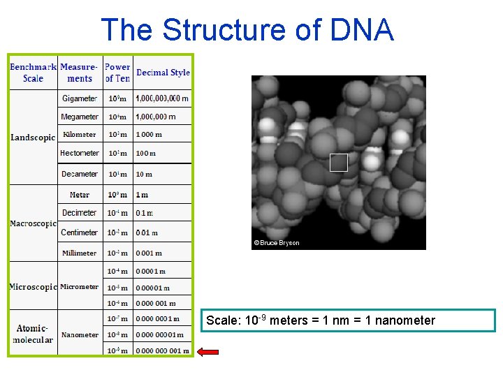 The Structure of DNA Scale: 10 -9 meters = 1 nm = 1 nanometer