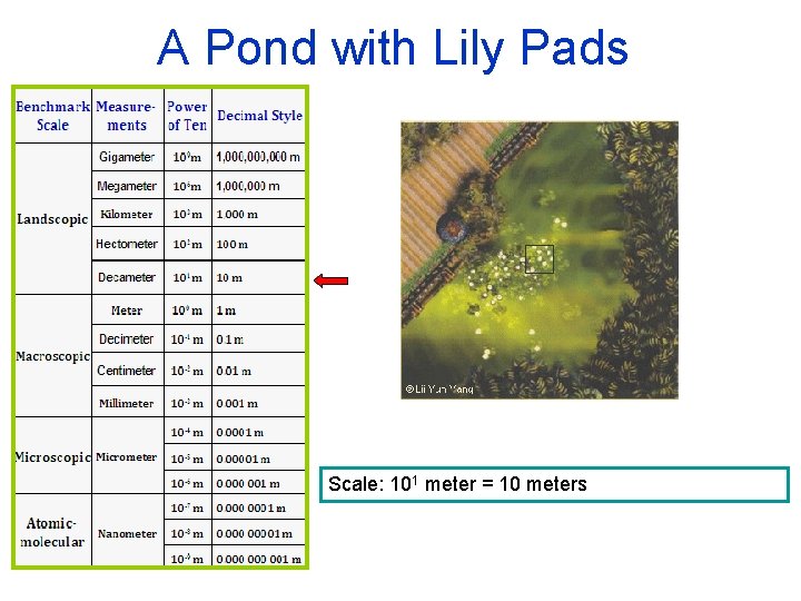 A Pond with Lily Pads Scale: 101 meter = 10 meters 