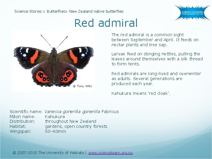Science Stories > Butterflies> New Zealand native butterflies Red admiral The red admiral is