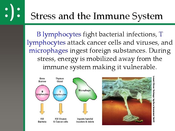 Stress and the Immune System B lymphocytes fight bacterial infections, T lymphocytes attack cancer