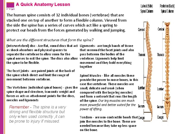 A Quick Anatomy Lesson The human spine consists of 32 individual bones (vertebrae) that