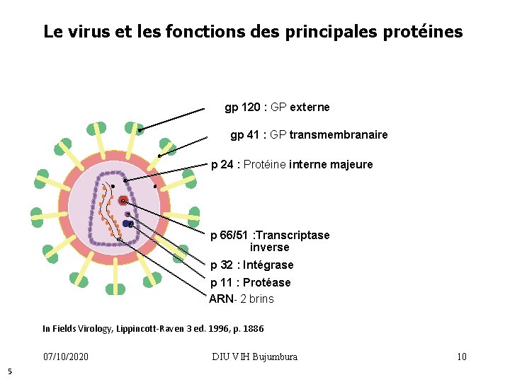 Le virus et les fonctions des principales protéines gp 120 : GP externe gp