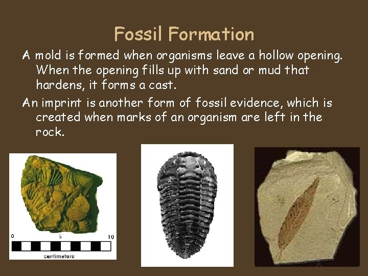 Fossil Formation A mold is formed when organisms leave a hollow opening. When the