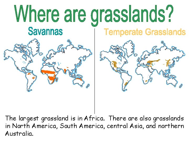 The largest grassland is in Africa. There also grasslands in North America, South America,