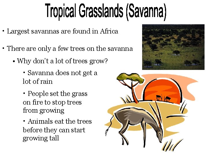  • Largest savannas are found in Africa • There are only a few