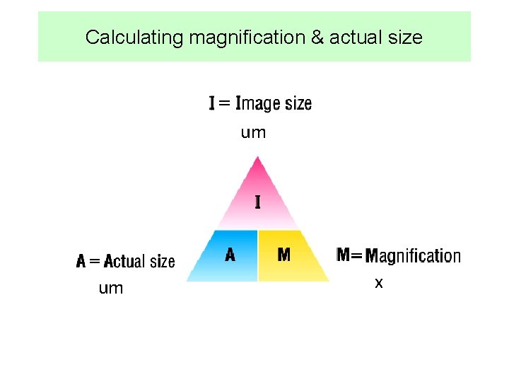 Measuring Um 1 1 Introduction to Cells Understanding According to