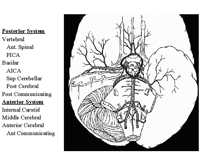 Posterior System Vertebral Ant. Spinal PICA Basilar AICA Sup Cerebellar Post Cerebral Post Communicating