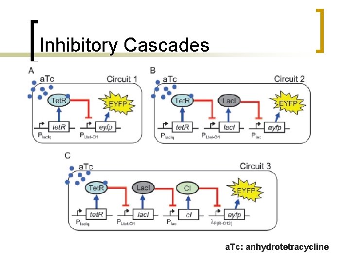 Inhibitory Cascades a. Tc: anhydrotetracycline 