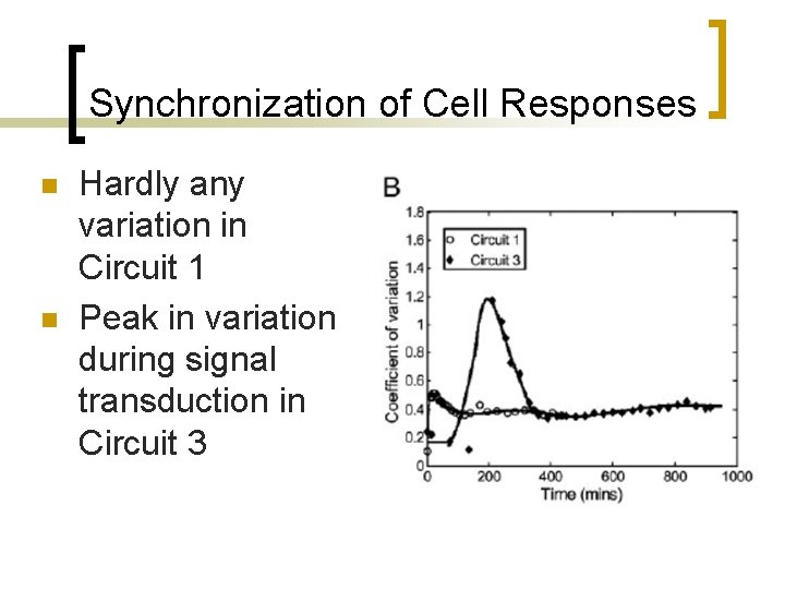Synchronization of Cell Responses n n Hardly any variation in Circuit 1 Peak in