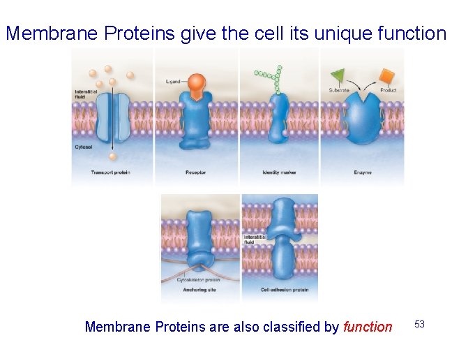 Membrane Proteins give the cell its unique function Membrane Proteins are also classified by