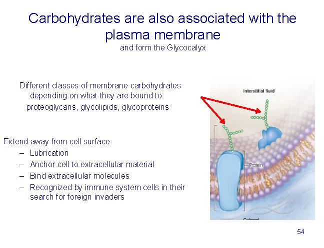 Carbohydrates are also associated with the plasma membrane and form the Glycocalyx Different classes