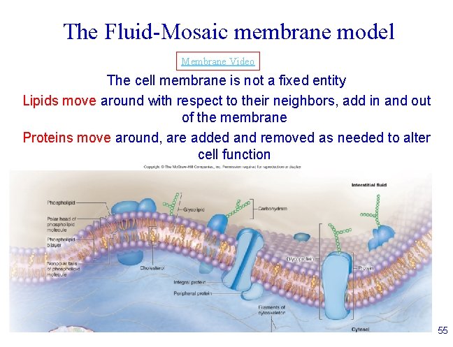 The Fluid-Mosaic membrane model Membrane Video The cell membrane is not a fixed entity