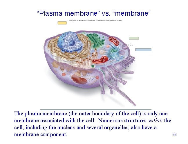 “Plasma membrane” vs. “membrane” The plasma membrane (the outer boundary of the cell) is