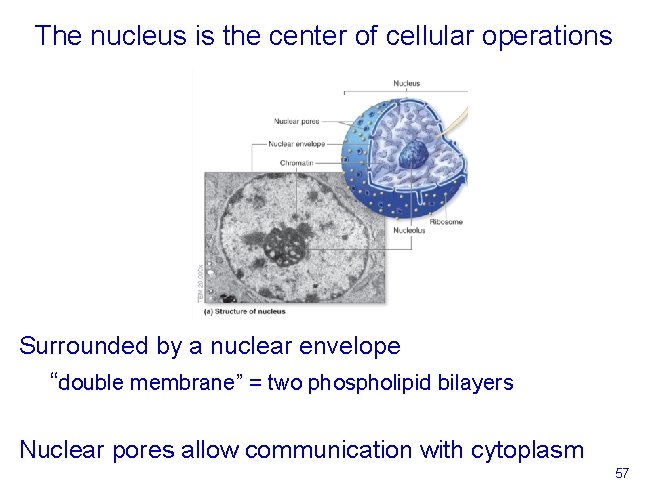 The nucleus is the center of cellular operations Surrounded by a nuclear envelope “double