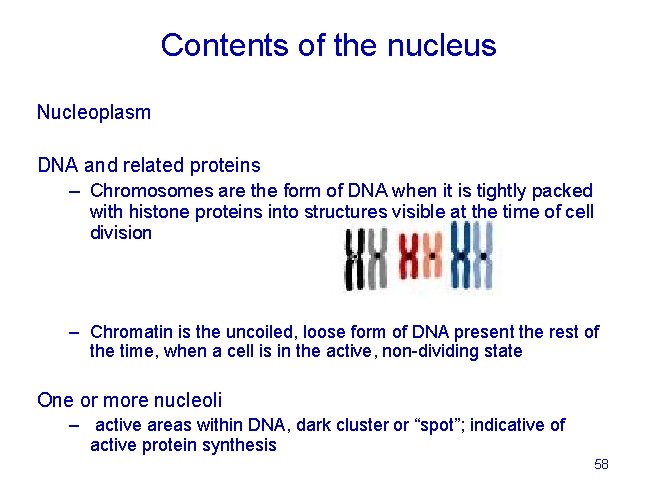 Contents of the nucleus Nucleoplasm DNA and related proteins – Chromosomes are the form