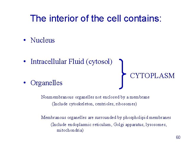 The interior of the cell contains: • Nucleus • Intracellular Fluid (cytosol) • Organelles