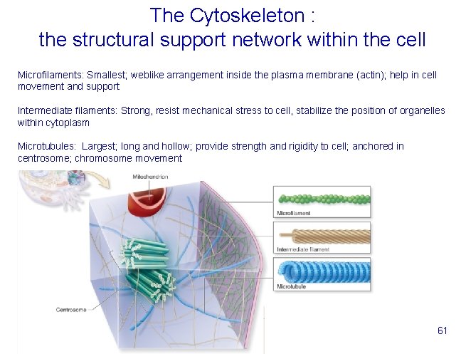 The Cytoskeleton : the structural support network within the cell Microfilaments: Smallest; weblike arrangement