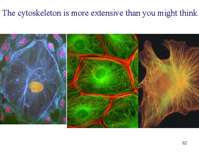 The cytoskeleton is more extensive than you might think 62 