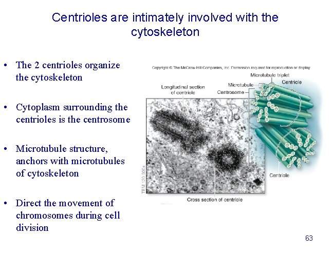 Centrioles are intimately involved with the cytoskeleton • The 2 centrioles organize the cytoskeleton