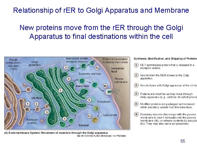 Relationship of r. ER to Golgi Apparatus and Membrane New proteins move from the