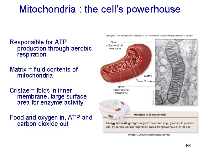 Mitochondria : the cell’s powerhouse Responsible for ATP production through aerobic respiration Matrix =