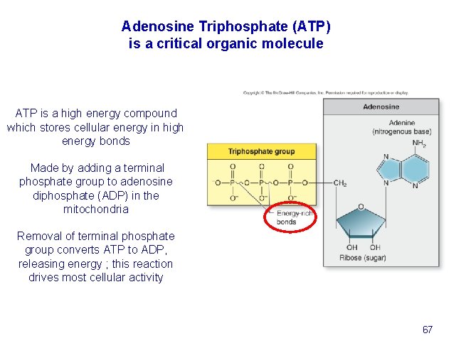 Adenosine Triphosphate (ATP) is a critical organic molecule ATP is a high energy compound