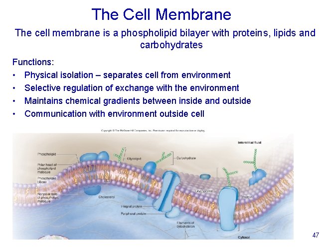 The Cell Membrane The cell membrane is a phospholipid bilayer with proteins, lipids and