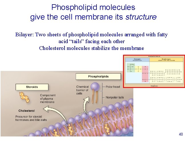 Phospholipid molecules give the cell membrane its structure Bilayer: Two sheets of phospholipid molecules