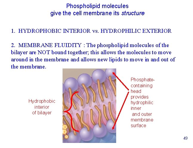 Phospholipid molecules give the cell membrane its structure 1. HYDROPHOBIC INTERIOR vs. HYDROPHILIC EXTERIOR