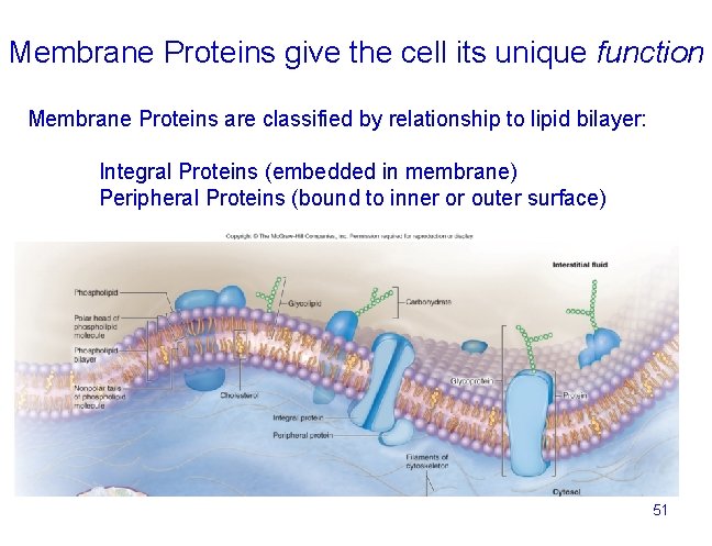 Membrane Proteins give the cell its unique function Membrane Proteins are classified by relationship