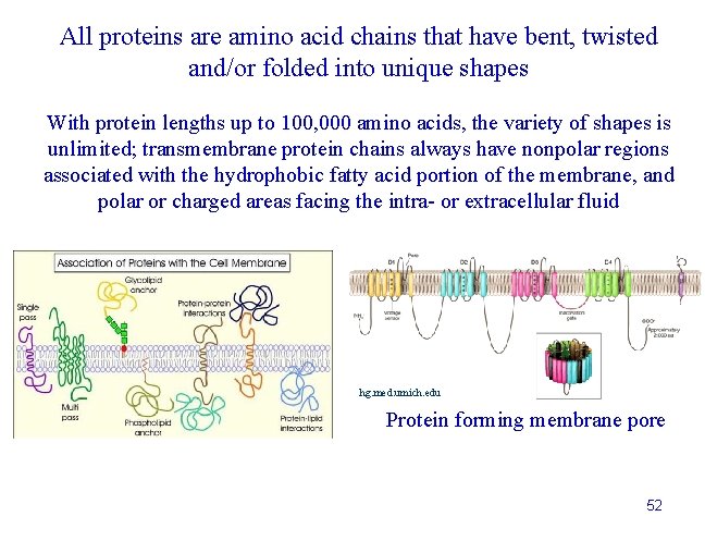 All proteins are amino acid chains that have bent, twisted and/or folded into unique