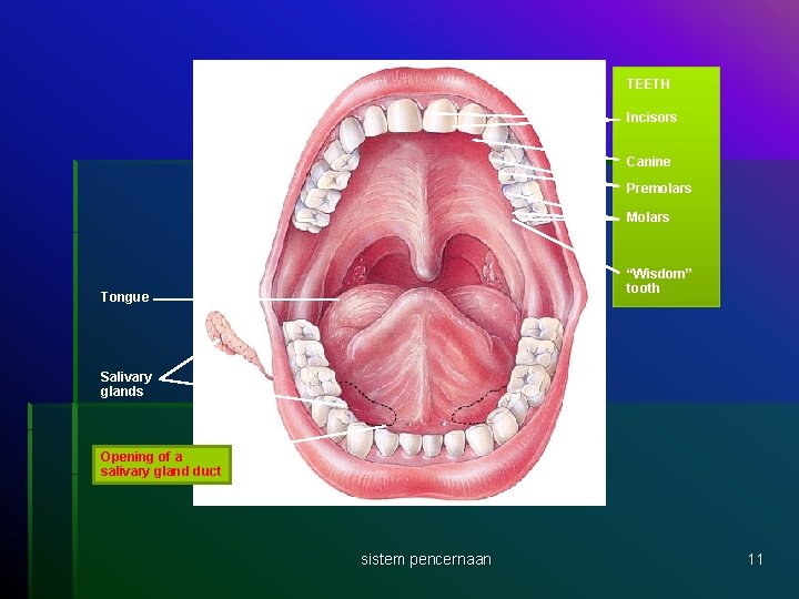 TEETH Incisors Canine Premolars Molars “Wisdom” tooth Tongue Salivary glands Opening of a salivary