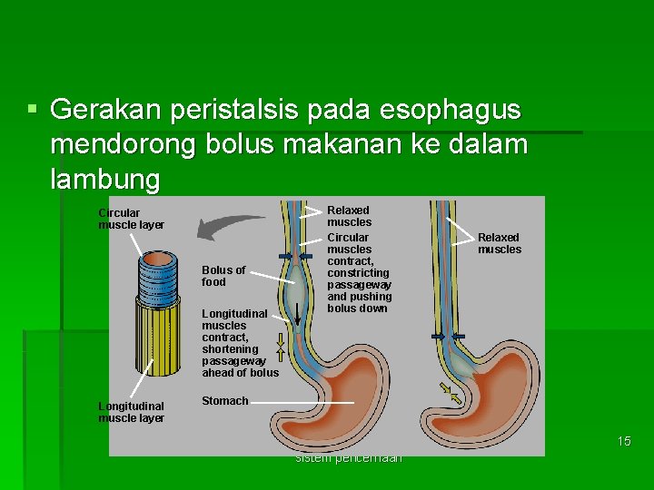 § Gerakan peristalsis pada esophagus mendorong bolus makanan ke dalam lambung Circular muscle layer