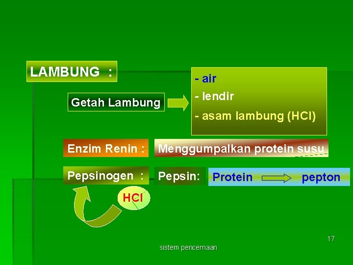 LAMBUNG : Getah Lambung - air - lendir - asam lambung (HCl) Enzim Renin