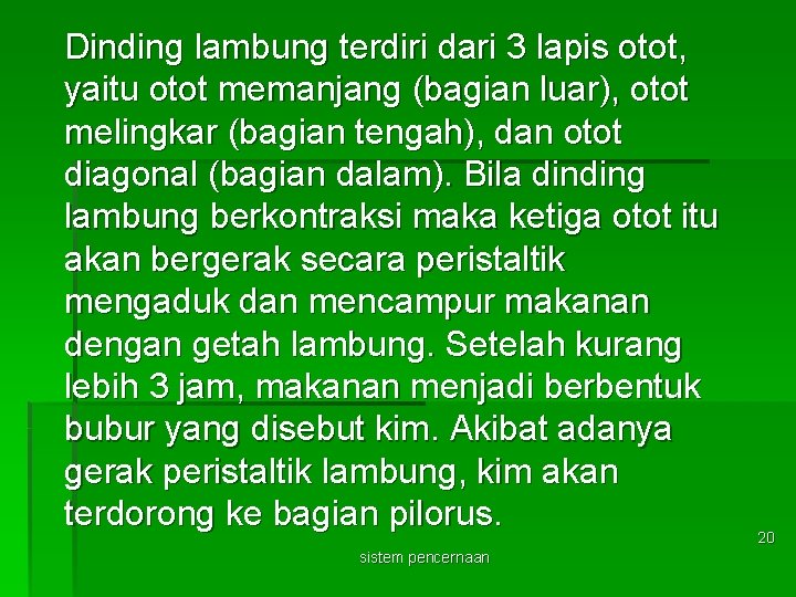 Dinding lambung terdiri dari 3 lapis otot, yaitu otot memanjang (bagian luar), otot melingkar