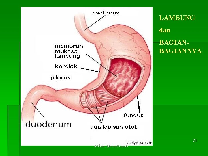 LAMBUNG dan BAGIANNYA 21 sistem pencernaan 