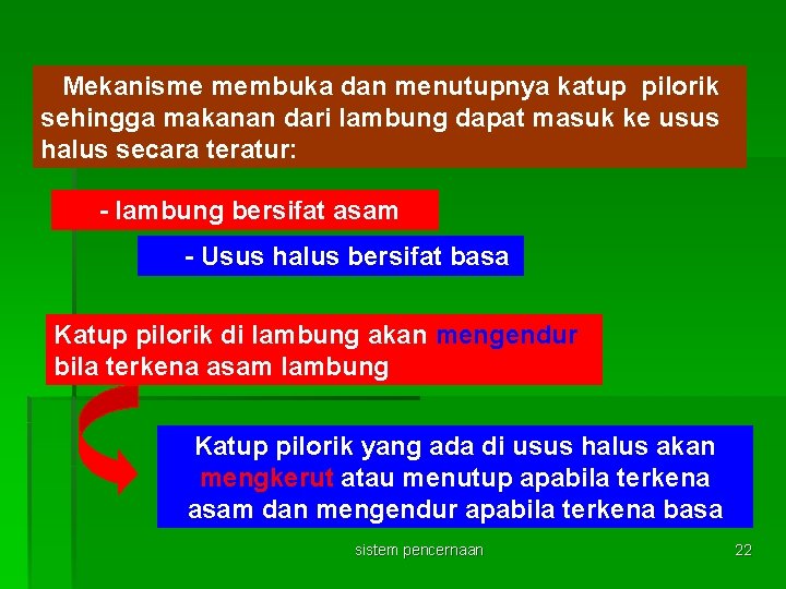 Mekanisme membuka dan menutupnya katup pilorik sehingga makanan dari lambung dapat masuk ke usus