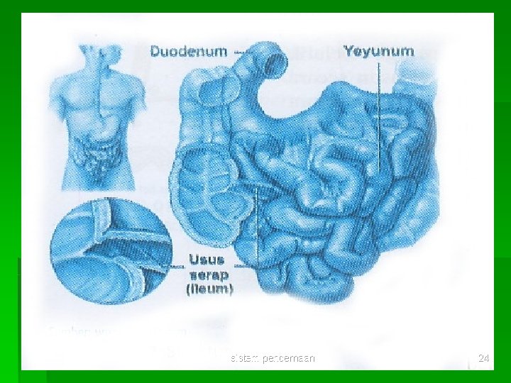 sistem pencernaan 24 