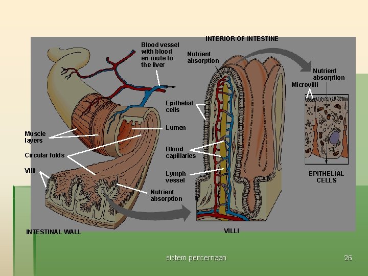 Blood vessel with blood en route to the liver INTERIOR OF INTESTINE Nutrient absorption