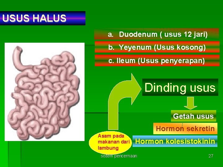 USUS HALUS a. Duodenum ( usus 12 jari) b. Yeyenum (Usus kosong) c. Ileum